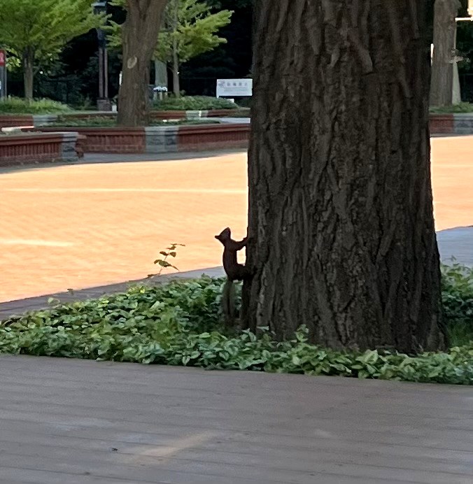 赤れんがテラスに現れたエゾリス