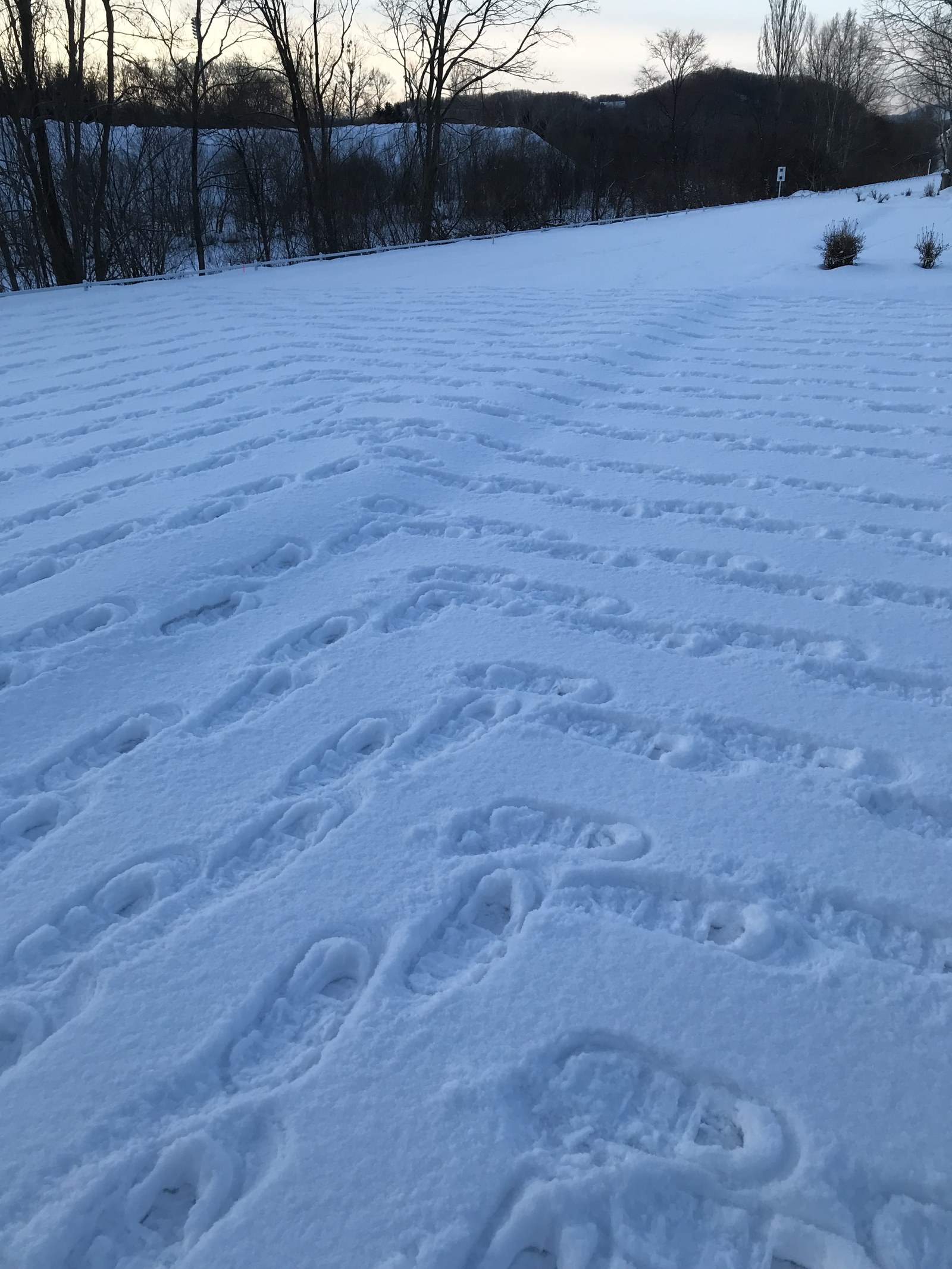 一度踏みだけの雪原のクローズアップ。足跡がひとつずつ離れていて線がつながっていない