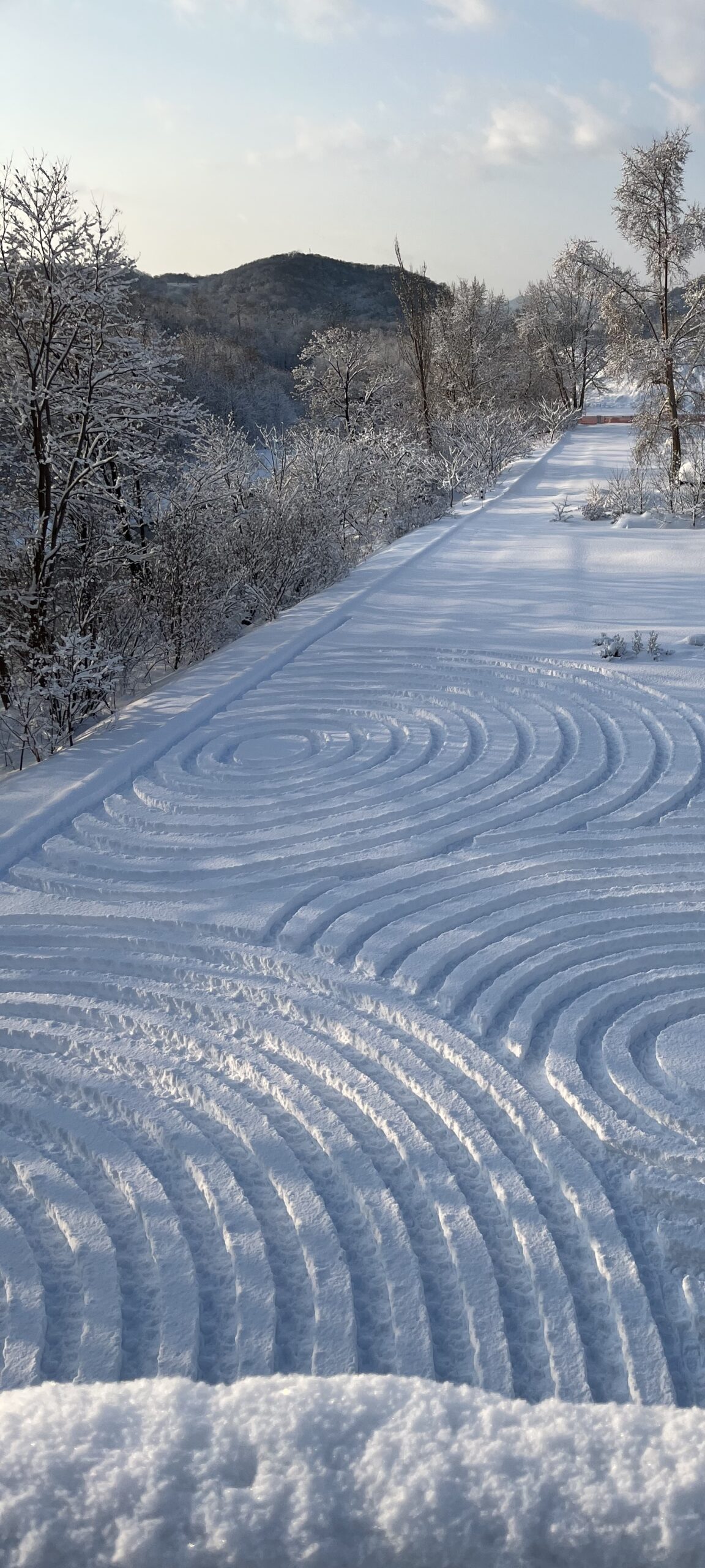 新雪が積もった晴れの日の雪原。木に霧氷がつき、橋の手すりにも雪が載っている