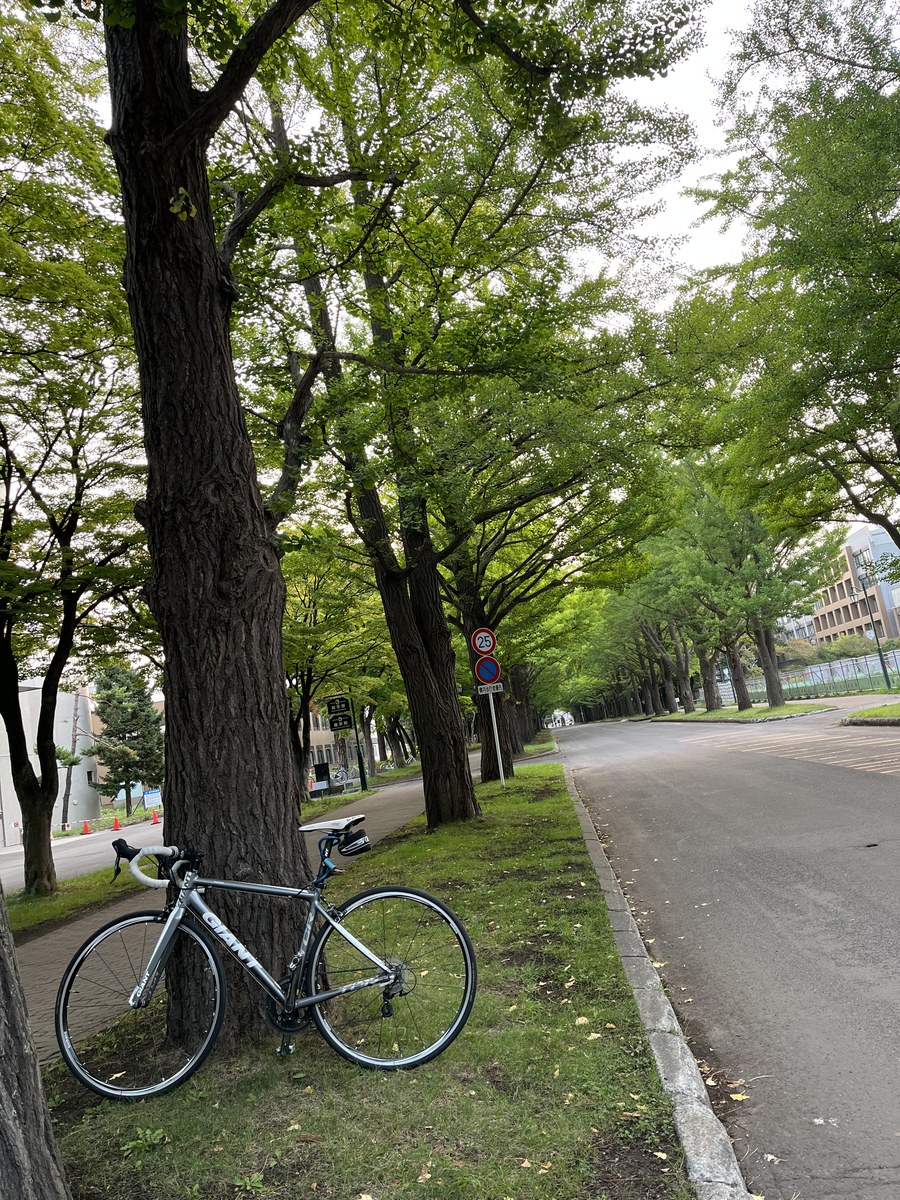 緑の葉をつけた北海道大学のイチョウ並木とロードバイク