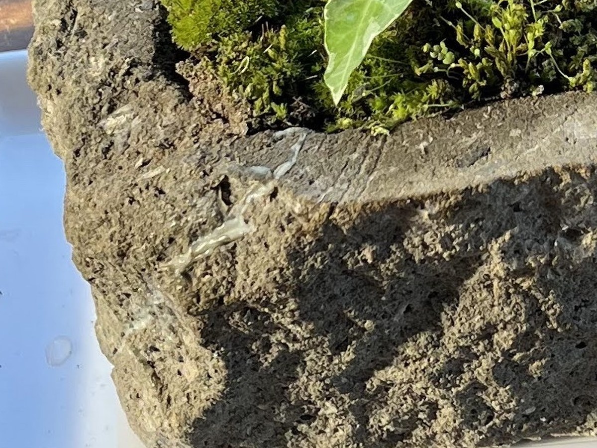 札幌軟石の植木鉢の割れたところを木工用ボンドで付けた跡（白い線）